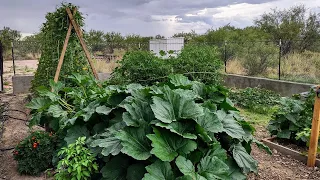 Gardening in the Arizona Desert Using Native Soil 🌱 No Fertilizer, Growing Organic Vegetables