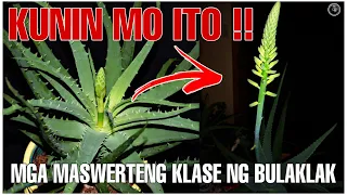 Kunin Ito !!! Mga Bulaklak ng Halaman na Nagtataglay ng Bertud at Pampaswerte sa Buhay | Bhes Tv