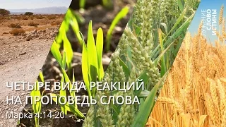 Марка 4:14-20. Четыре вида реакций на проповедь Слова | Андрей Вовк | Слово Истины