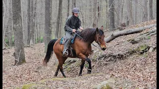 SOLD "Beau" 10 yr 14h Bay Gaited Saddle Gelding - Trail Pleasure