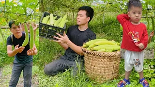 Harvest luffa - bring it to the market with your son to sell, feed chickens and ducks | Single papa