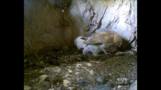 Barn Owl Chicks Are Growing Well | Discover Wildlife | Robert E Fuller