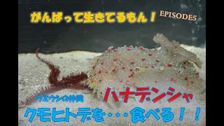 ウミウシの仲間ハナデンシャがクモヒトデを・・・・・食べた？！！