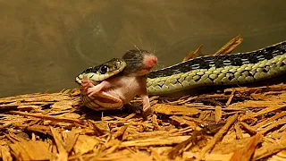 Garter Snake Eats Mouse From The Back! (Must See!)