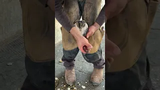 مشاهدة تقليم حوافر الخيل تنظيف وتقليم حافر الخيل. بيطار الخيل   HOOF TRIM - CLEANING VERY SATISFYING