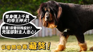 【從零開始養】藏獒!曾身價上千萬的帝王神犬!?兇猛護主!床需特殊設計!吃飯特別兇惡?洗澡過程驚人?德爺!【許伯簡芝】Tibetan Mastiff