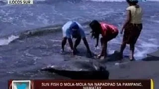 24oras: Sun fish o mola-mola na napadpad sa pampang, namatay