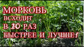 В 10 раз быстрее и лучше всходят семена МОРКОВИ, если Вы знаете этот фокус.