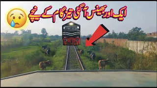 Live Poor Buffalo hit with fastest train tezgam 7up at Deona Mandi near Lala Musa Pakistan