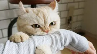 Best Funny Animal Videos 2023 - Funniest Cats And Dogs Video - Part  - 55