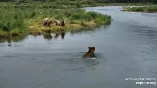 503 strolling up Brooks River by his sister 719 and then gets greeted by 151 Walker 7/5/2020