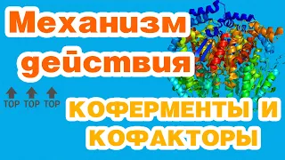 Ферменты-1//механизм действия, коферменты и кофакторы