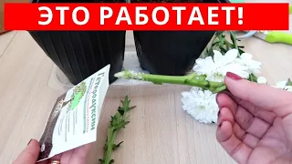 Этот СПОСОБ РАБОТАЕТ! Как укоренить ХРИЗАНТЕМУ из БУКЕТА