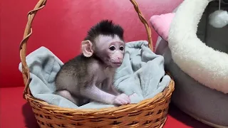 Newborn Baby Monkey Cute Prefers in Bed Basket