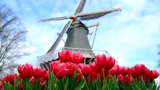 The best way to see tulips in the Netherlands