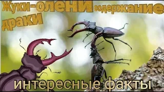 Жуки олени- БОИ! Содержание! Питание. Интересные факты!