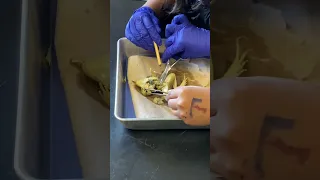 Frog dissection science experiment