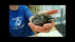 Caring For a Wild Baby Blackbird & Hand Feeding