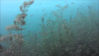 Impressionen unter Wasser: Groß Glienicker See