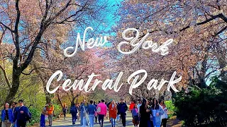 NYC Central Park Cherry Blossoms Highlights Beautiful Flowering Spring Walks