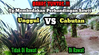 PEMBUKTIAN PERBANDINGAN SAWIT UNGGUL VS CABUTAN