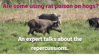 Feral Hog Poisoning: Are some using rat poison illegally? What are the consequences?. #hogs #hunting