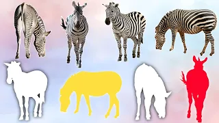 CUTE ANIMALS Zebra Funny Puzzle Videos (Choose The Right Zebra Puzzle Video)#cutepuzzle #zebra