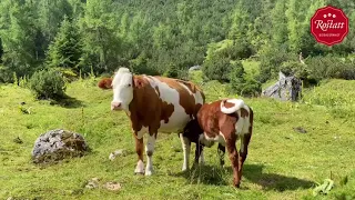 Am Rostatt Biobauernhof in Salzburg