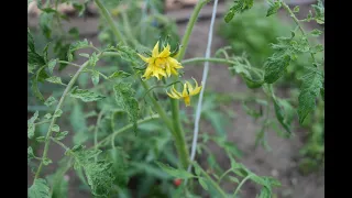 Tomatoes - treatment after rain against diseases and pests.