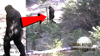 BUCKLE-UP! New VIRAL BIGFOOT Video! The World Is Watching This! 2021