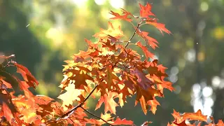 Небесная музыка 🎻 Скрипка и виолончель 🍁 Сценическое расслабляющее кино 🍁 Осенняя листва 4k