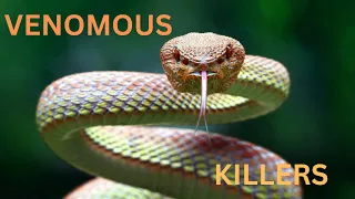 Top 10 Most Venomous Snakes: Deadly Beauties You Should Avoid