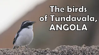 The birds of Tundavala, Angola