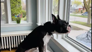 The Most “Intimidating” Boston Terrier Bark 🤣