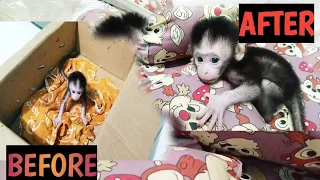 Wow, AMAZING‼️beautiful new bed for a newborn baby monkey