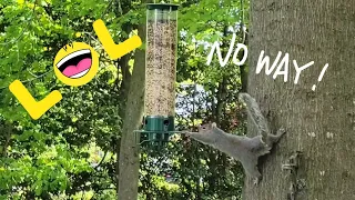 Yankee Flipper by Droll Squirrel Proof bird feeder. Review !!
