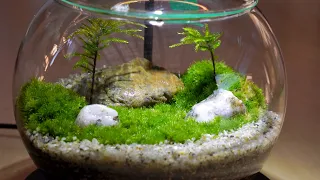 Ball garden, one moss plant at a time, moss terrarium technique.