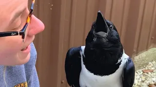 This crow seems convinced he's a tiny human