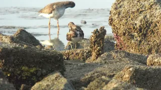 Ruddy Turnstone   4K Digiscope with Kowa TSN 99A and Sony RX100VA