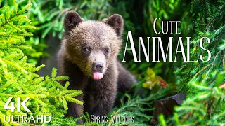 Cute Baby Animals 4K UltraHD - Relaxation Film with Beautiful Piano Music