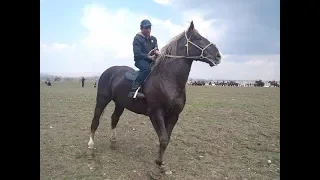 😱БАРОН КАНДАЙГАНА КУЧТУУ АТ БОЛГОН😔,ЭХ ЧИРКИН