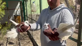 В гостях у голубевода Олим , город Канибадам 🇹🇯🕊порода Акуш