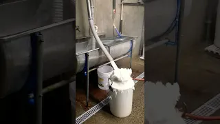 Milky Blast! Cleaning Milk Lines After Milking Cows