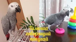 Тимоша говорящий попугай, вид Жако. Подборка видео #6