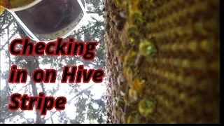 Peeking In on Hive Stripe