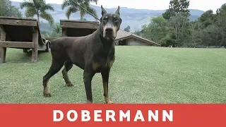 Dobermann