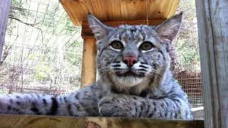 MAX - Rescued "Pet" Bobcat