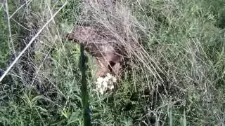 Wild Turkey Nesting, Egg Rotating, Egg Hatching, and Babies Leaving the Nest