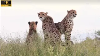 The cheetah is a large cat native to Africa || Wild Cheetah In Forest || Wild Cheetah