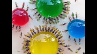 COLORED ANTS